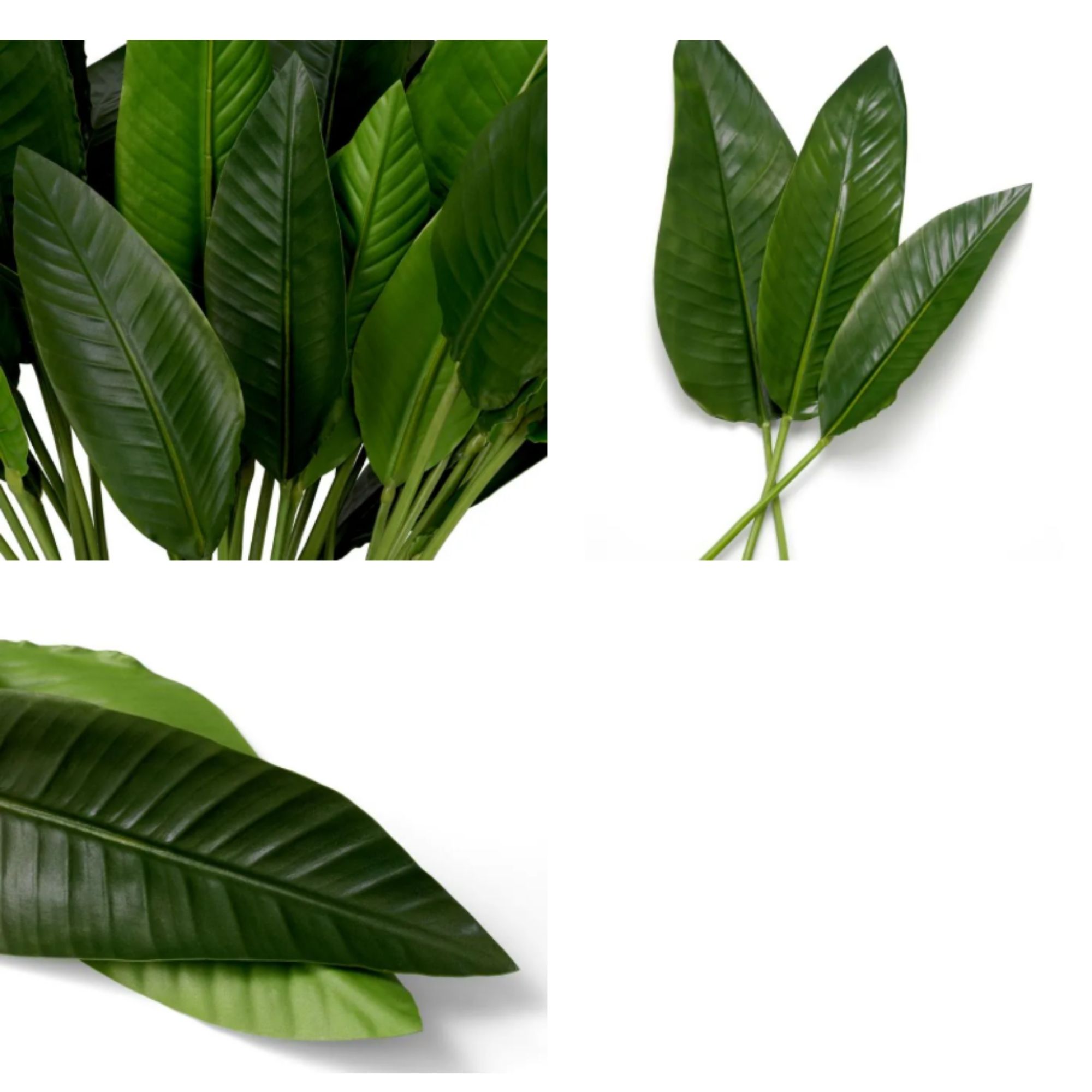 Bundle of Strelitzia leaves 36 pcs